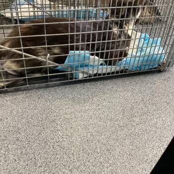 Mango -  Domestic Short Hair Cat for Adoption in Montgomery, Alabama - Mango | PetCurious