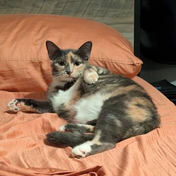 Rescue Domestic Medium Hair Cats for Adoption in Las Vegas, Nevada - Brooke | PetCurious