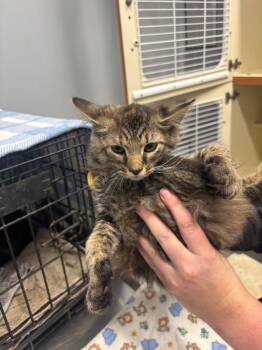 Salsa -  Domestic Long Hair Cat for Adoption in Bloomington, Indiana - Salsa | PetCurious