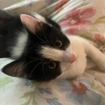 Chanel -  Domestic Short Hair Cat for Adoption in Layton, Utah - Chanel | PetCurious