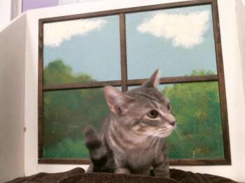LUNA -  Domestic Short Hair Cat for Adoption in Houston, Texas - LUNA | PetCurious