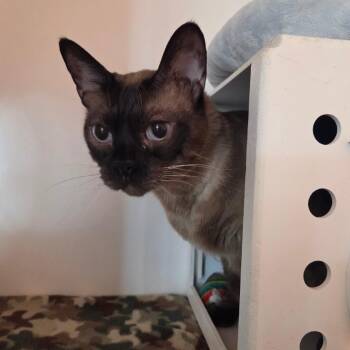Siamese Cats Available for Adoption in Bentonville, Arkansas - Fifi | PetCurious