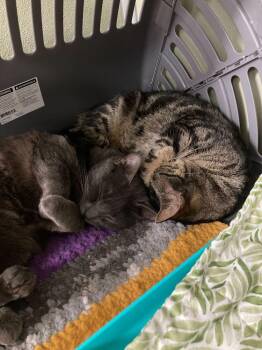 Domestic Short Hair Cats Available for Adoption in Milltown, New Jersey - Oates (Bonded To Oates) | PetCurious