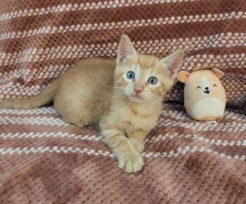 American Shorthair Cats Available for Adoption in Tampa, Florida - Stewie | PetCurious