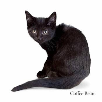 Rescue Domestic Short Hair Cats for Adoption in Stevensville, Michigan - Coffee Bean | PetCurious