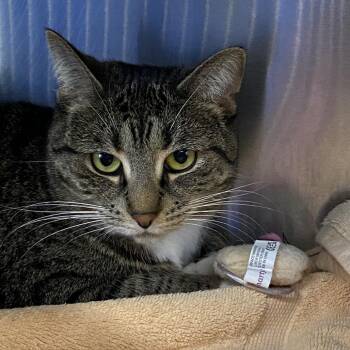 Whiskey -  Domestic Short Hair Cat Available for Adoption in Walker, Michigan - Whiskey | PetCurious