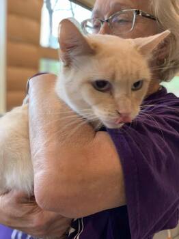 Rescue Siamese and Tabby Cats for Adoption in Hawley, Pennsylvania - Flame | PetCurious