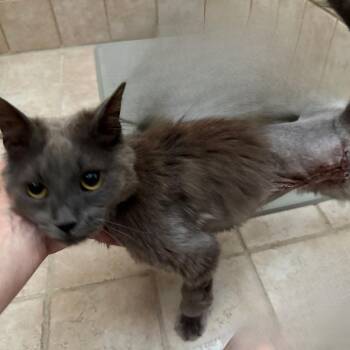 Scoot -  Domestic Long Hair Cat for Adoption in Traverse City, Michigan - Scoot | PetCurious