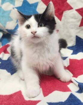 Skylar -  Domestic Medium Hair Cat for Adoption in Little Rock, Arkansas - Skylar | PetCurious