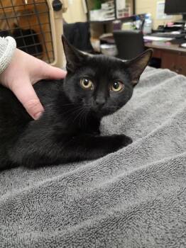 BRISTOL -  Domestic Short Hair Cat for Adoption in Aliquippa, Pennsylvania - BRISTOL | PetCurious