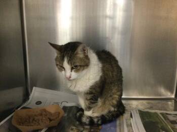 BELLA TRIX -  Domestic Short Hair Cat for Adoption in Thousand Palms, California - BELLA TRIX | PetCurious