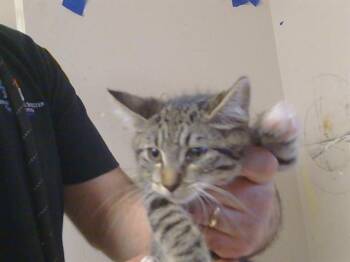 Domestic Short Hair Cats Available for Adoption - ILYA | PetCurious