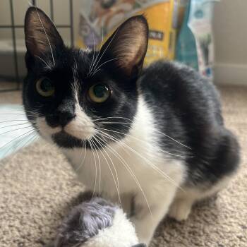 Rescue Domestic Long Hair Cats for Adoption in North Huntingdon, Pennsylvania - Flo | PetCurious