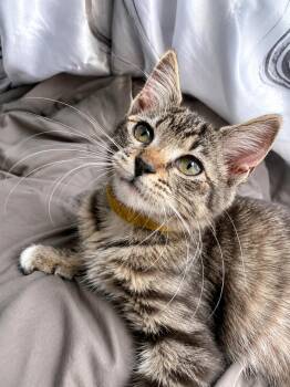 Indigo -  Domestic Medium Hair Cat for Adoption in Houston, Texas - Indigo | PetCurious