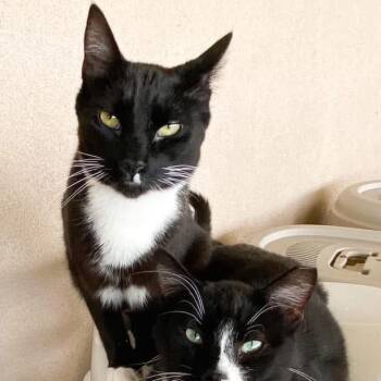 Marvin -  Domestic Short Hair Cat for Adoption in Nampa, Idaho - Marvin | PetCurious