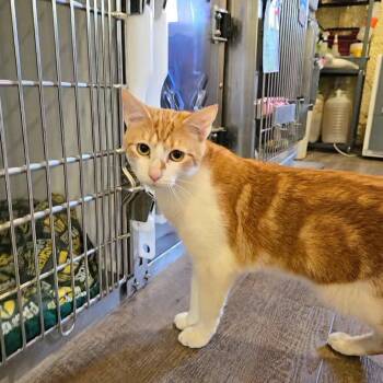 Axel -  Domestic Short Hair Cat Available for Adoption in Park Falls, Wisconsin - Axel | PetCurious