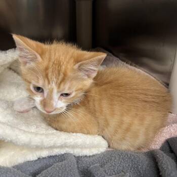 Drogon -  Domestic Short Hair Cat for Adoption in Mentor, Ohio - Drogon | PetCurious