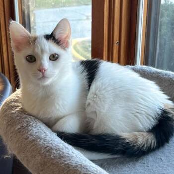 Domestic Short Hair Cats Available for Adoption - Hope | PetCurious