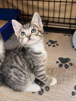 Attorney Whiskers -  Tabby Cat for Adoption in Jurupa Valley, California - Attorney Whiskers | PetCurious