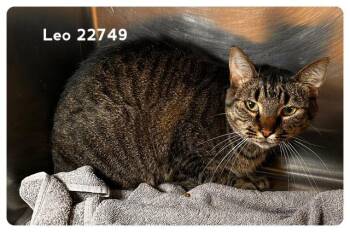 LEO (see also MOCHI) -  Domestic Short Hair Cat for Adoption in Marietta, Georgia - LEO (see Also MOCHI) | PetCurious