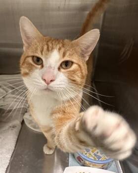 Domestic Short Hair Cats Available for Adoption - CHOWDER | PetCurious