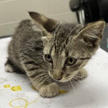 Blackberry -  Domestic Short Hair Cat for Adoption in Lufkin, Texas - Blackberry | PetCurious