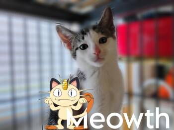 Meowth -  Domestic Short Hair Cat for Adoption in Saginaw, Michigan - Meowth | PetCurious
