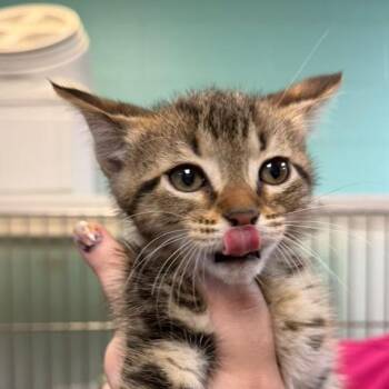 Pumpkin Pie -  Domestic Short Hair Cat for Adoption in Gadsden, Alabama - Pumpkin Pie | PetCurious