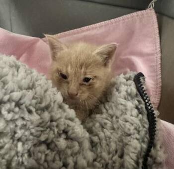 Itsy Bitsy -  Domestic Short Hair Cat for Adoption in West Chester, Pennsylvania - Itsy Bitsy | PetCurious