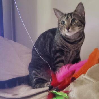 Sprout -  Domestic Short Hair Cat for Adoption in Mount Laurel Township, New Jersey - Sprout | PetCurious