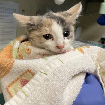Cassie -  Domestic Short Hair Cat for Adoption in Pasadena, California - Cassie | PetCurious