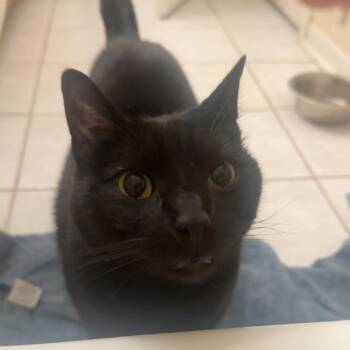 Max -  Domestic Short Hair Cat for Adoption in Beaumont, Texas - Max | PetCurious