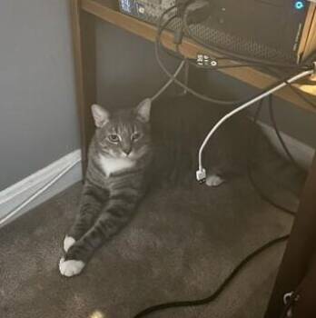 Stix -  American Shorthair Cat for Adoption in Medford, Massachusetts - Stix | PetCurious