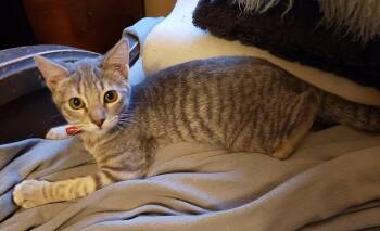 Rescue Domestic Short Hair Cats for Adoption in Pasco, Washington - Danny | PetCurious
