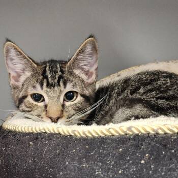 Rabbit -  Domestic Short Hair Cat for Adoption in Columbus, North Carolina - Rabbit | PetCurious
