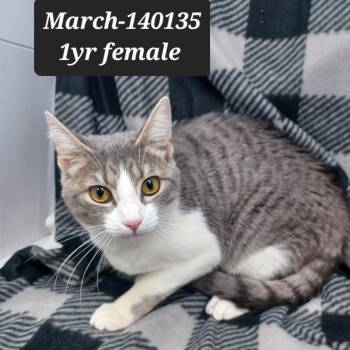Domestic Short Hair Cats Available for Adoption - March | PetCurious