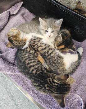 Rescue Domestic Long Hair Cats for Adoption in Portland, Indiana - Zena | PetCurious