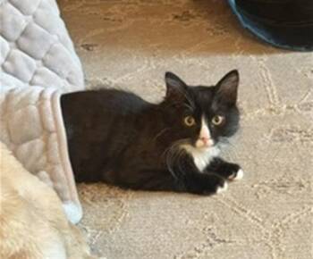 LUCKY -  Domestic Long Hair Cat for Adoption in Santa Clara, California - LUCKY | PetCurious