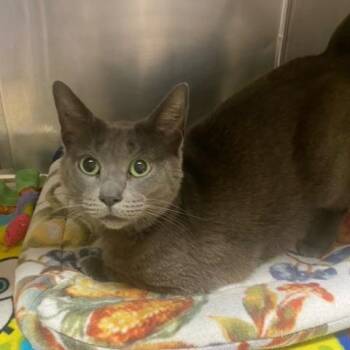 Domestic Short Hair Cats Available for Adoption in Chehalis, Washington - Lady | PetCurious