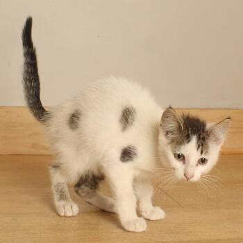 Lin C70758 -  Domestic Short Hair Cat for Adoption in Minnetonka, Minnesota - Lin C70758 | PetCurious
