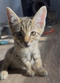 Domestic Short Hair Cats Available for Adoption in Portland, Oregon - Flux | PetCurious