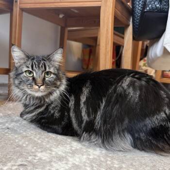 Domestic Medium Hair Cats Available for Adoption in Bridgeville, Pennsylvania - Marie | PetCurious