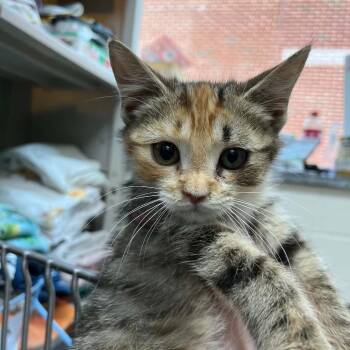 Clover -  Domestic Short Hair Cat for Adoption in Rocky Mount, Virginia - Clover | PetCurious