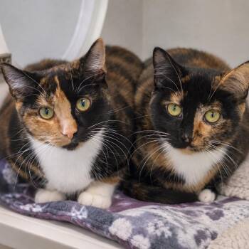 Dilly Dally and Meander -  Domestic Short Hair Cat for Adoption in Pontiac, Michigan - Dilly Dally And Meander | PetCurious