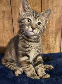 Pepe Lapu -  Domestic Short Hair Cat for Adoption in Vancouver, Washington - Pepe Lapu | PetCurious