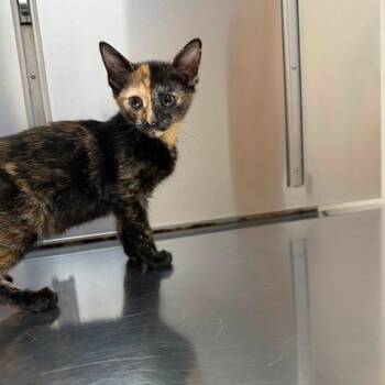 Gemini -  Domestic Short Hair Cat for Adoption in New York, New York - Gemini | PetCurious