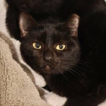 Rescue Domestic Short Hair Cats for Adoption in Briarcliff Manor, New York - Fracky | PetCurious