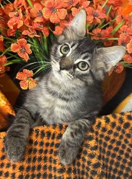6/2/26 Bogey -  Domestic Medium Hair Cat for Adoption in Stillwater, Oklahoma - 6/2/26 Bogey | PetCurious