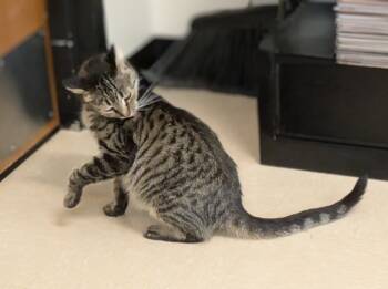 Rescue Domestic Short Hair Cats for Adoption in Brandon, Florida - Cinderella | PetCurious