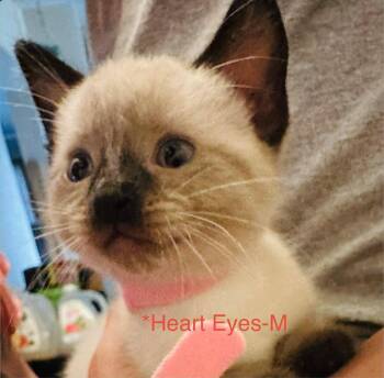 Heart Eyes -  Domestic Short Hair Cat for Adoption in Cloquet, Minnesota - Heart Eyes | PetCurious